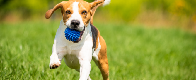 dog running with ball